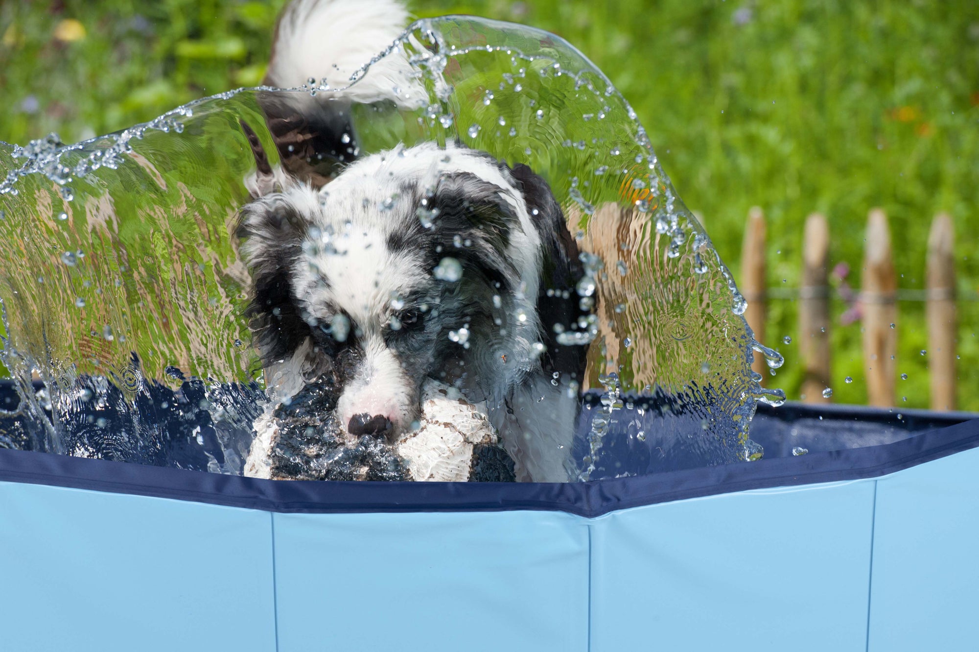 MAXXPRO DOG SWIMMING POOL LARGE - HONDENZWEMBAD - Tuincentrum Lopik