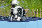 MAXXPRO DOG SWIMMING POOL SMALL - HONDENZWEMBAD - Tuincentrum Lopik