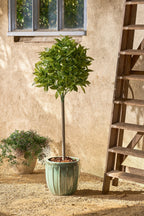 Laurel Tree Green Waterproof & Uv Resistant - H120Xd40Cm