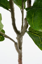Ficus Lyrata In Pot Green Waterproof & Uv Resistant - H150Xd50Cm