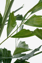 Fishtail Palm In Pot Green - H150Xd100Cm
