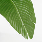 Banana Tree In Pot Green - H180Xd30Cm