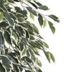 Ficus Green Variegated In Plastic Pot - H180Xd90Cm