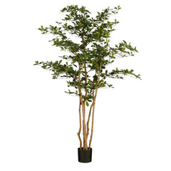 Oriental Olive Tree Green - H183Xd130Cm