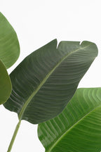 Banana Tree In Pot Green - H180Xd30Cm
