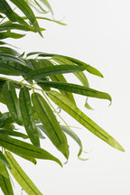 Bamboo In Pot Green Waterproof & Uv Resistant - H150Xd60Cm