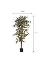 Ficus Green Variegated In Plastic Pot - H180Xd90Cm