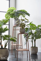 Monstera In Pot Green - H100Xd75Cm