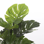 Monstera In Pot Green - H100Xd75Cm