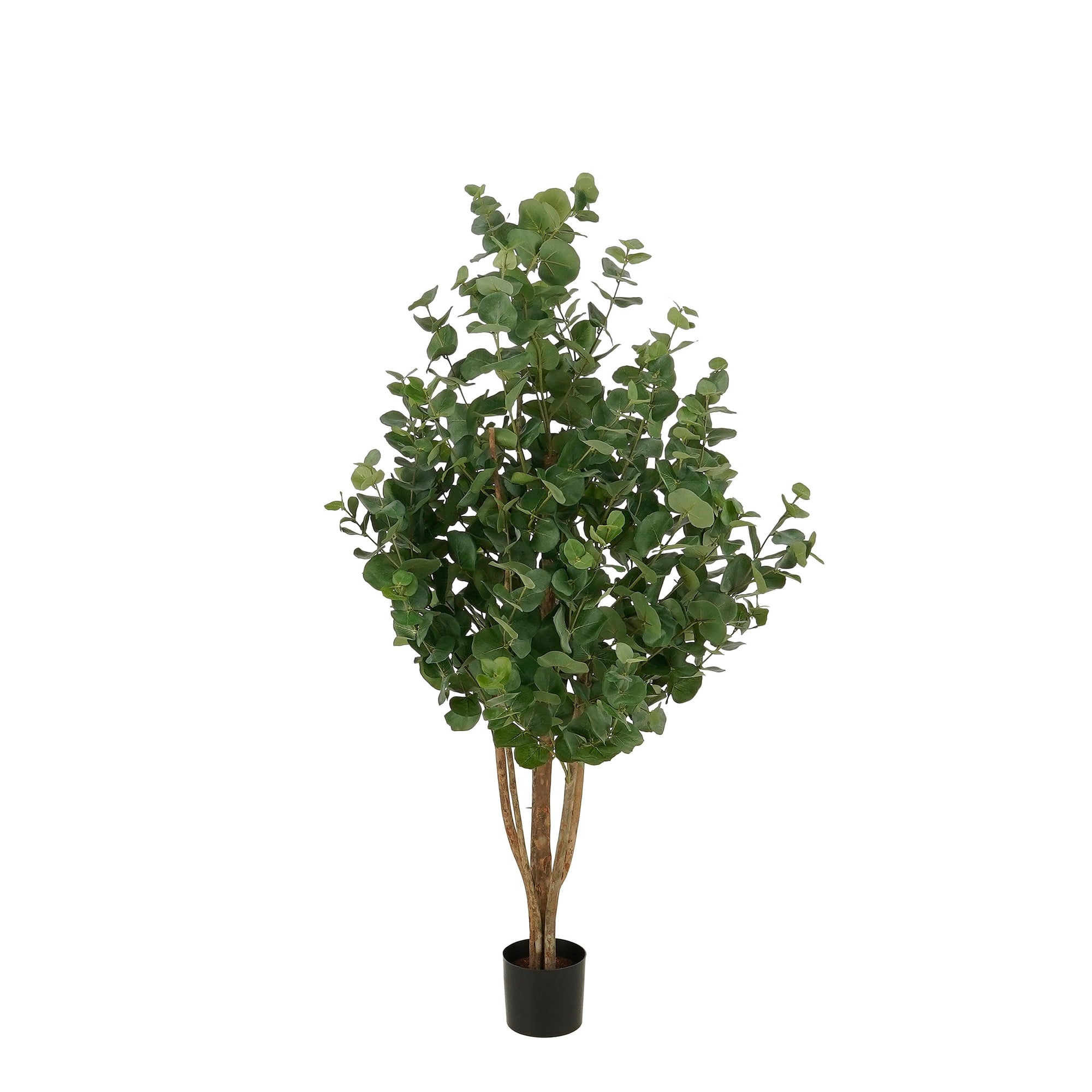 Eucalyptusboom In Pot Groen