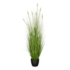 Siergras Eremurus In Pot Wit