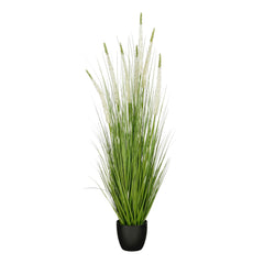 Siergras Eremurus In Pot Wit