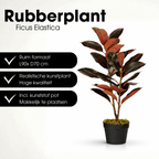 Rubberplant In Pot Rood