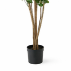 Eucalyptusboom In Pot Groen