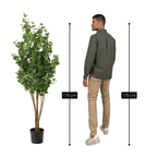 Eucalyptusboom In Pot Groen