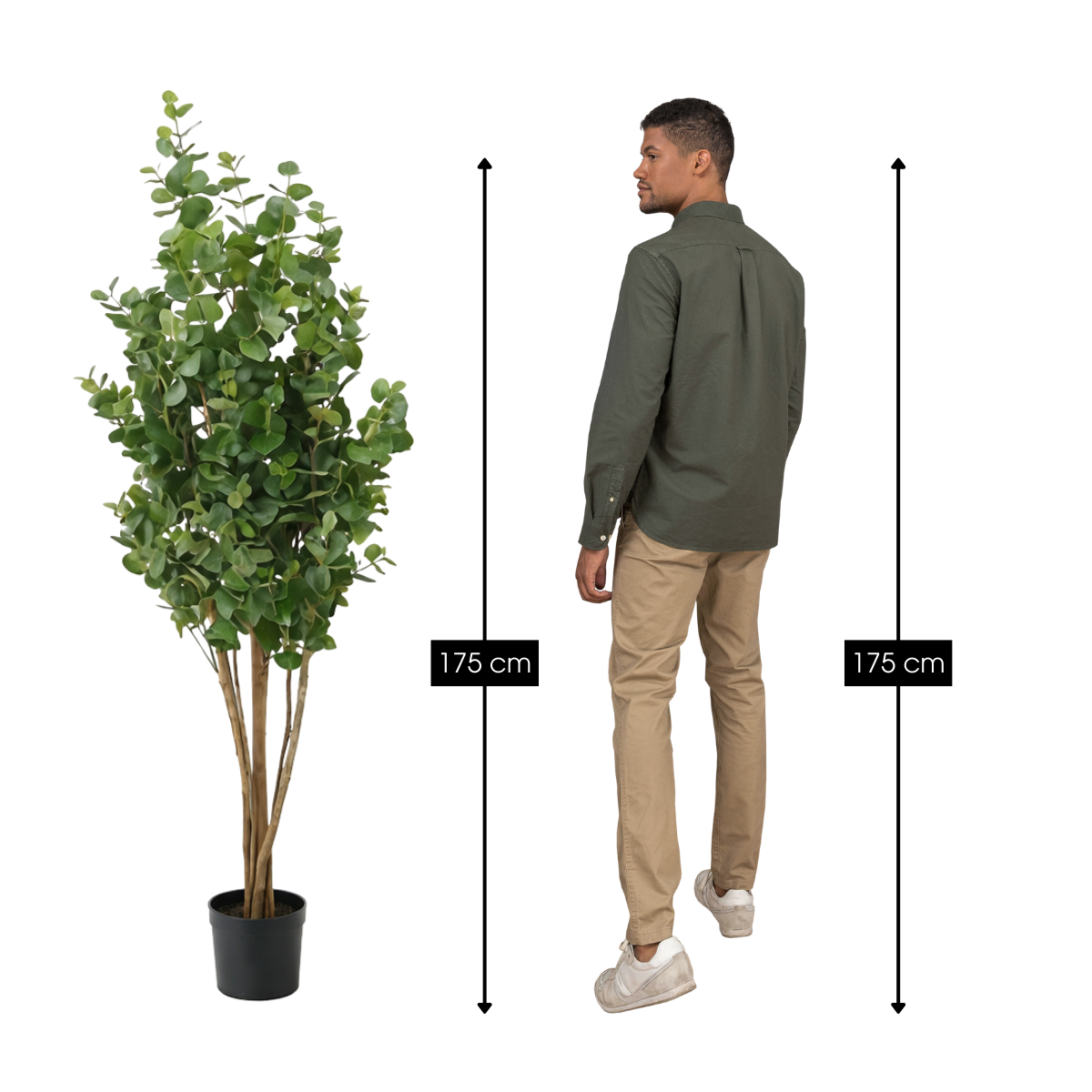 Eucalyptusboom In Pot Groen
