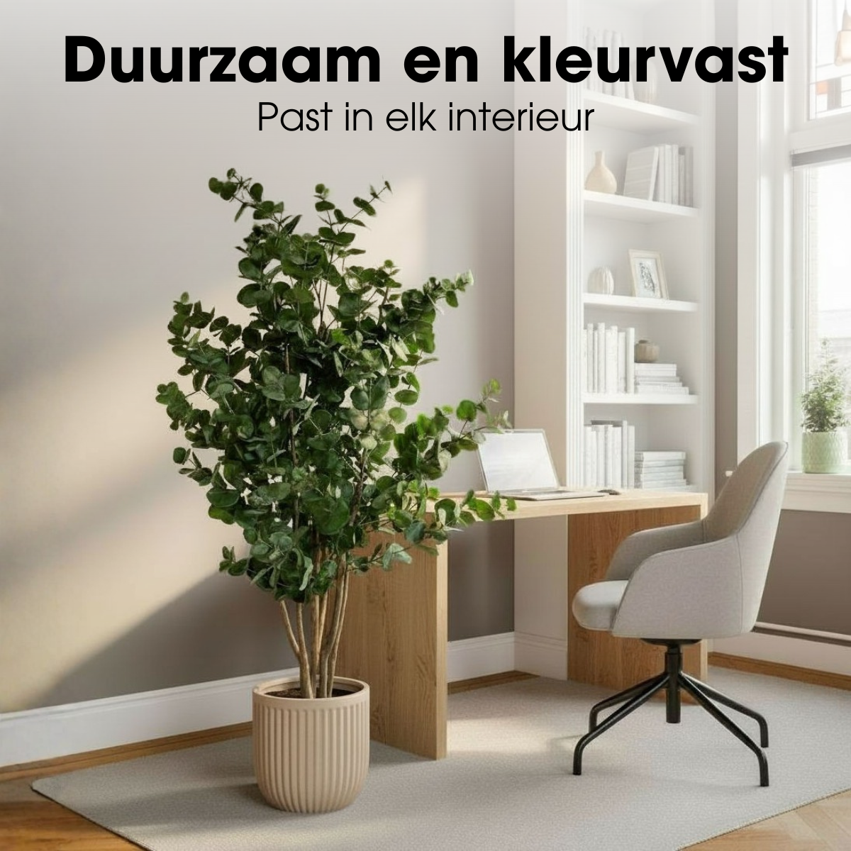 Eucalyptusboom In Pot Groen