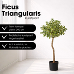 Ficus Triangularis Boom In Pot Groen