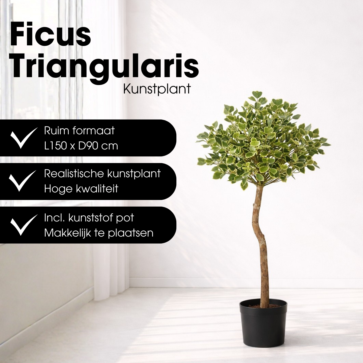 Ficus Triangularis Boom In Pot Groen