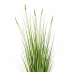 Siergras Eremurus In Pot Wit