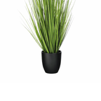 Siergras Eremurus In Pot Wit