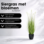 Siergras Eremurus In Pot Wit