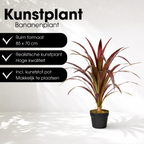 Bananenboom In Pot Rood