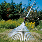 Bladhark 50 cm
