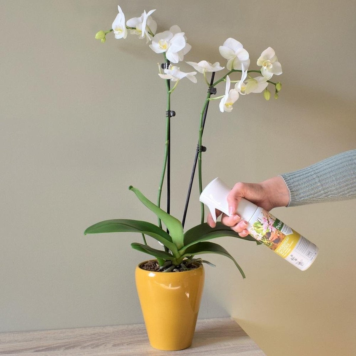POWERSPRAY ORCHIDEE 300 ML