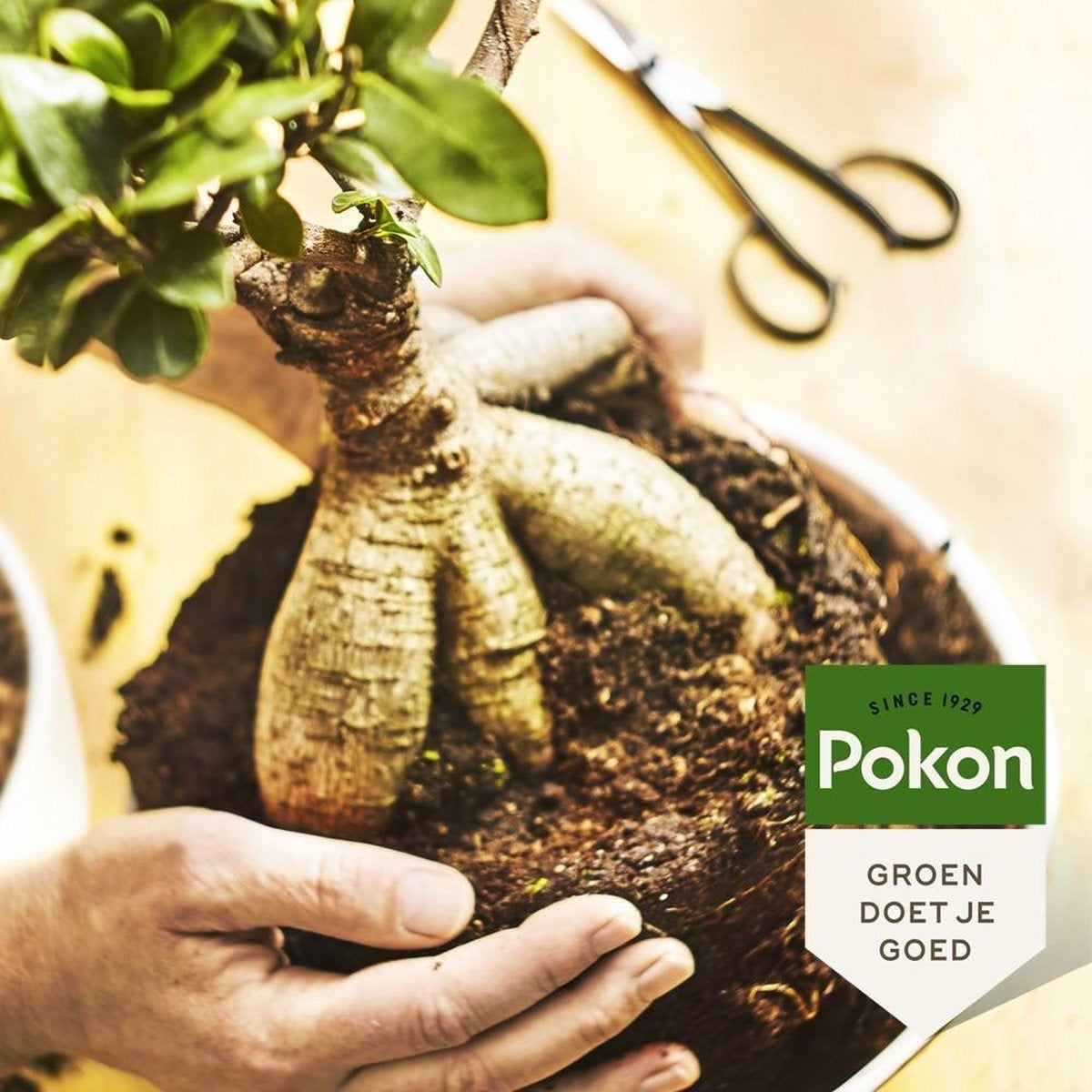  BONSAI VOEDING 250 ML