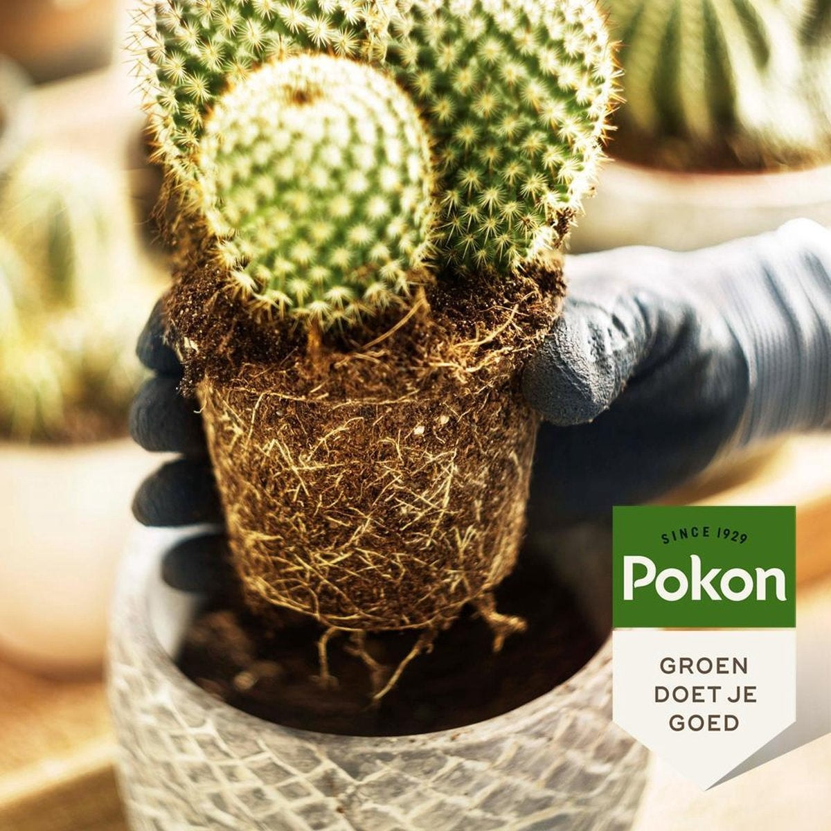 CACTUS & VETPLANT VOEDING 250 ML