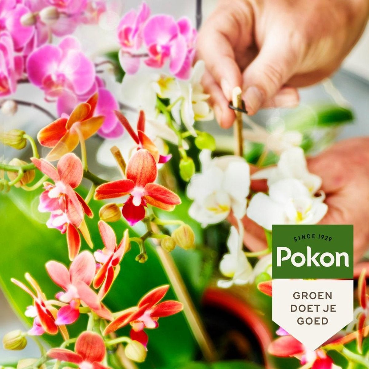  BIO ORCHIDEE VOEDING 250 ML