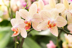ORCHID FOCUS GROW 100 ML