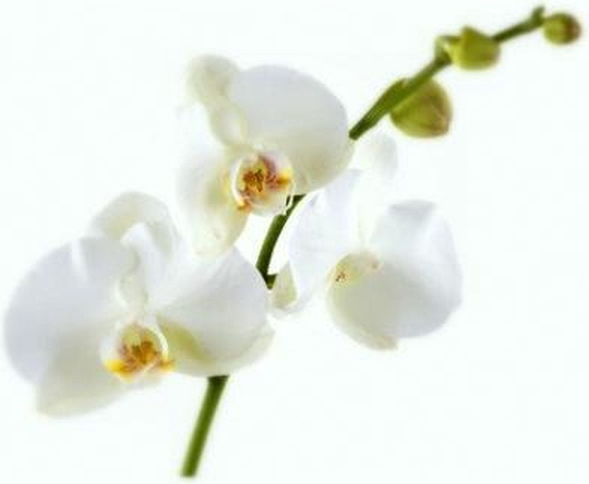 POKON ORCHIDEE VOEDING 250 ML