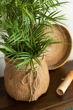 J-LINE KUNSTPLANT CHAMAEDOREA IN POT PLASTIC GROEN/ZWART SMALL 50X50X84CM - Tuincentrum Lopik