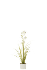 J-LINE ALLIUM IN POT PLASTIC GREEN/WHITE SMALL - Tuincentrum Lopik