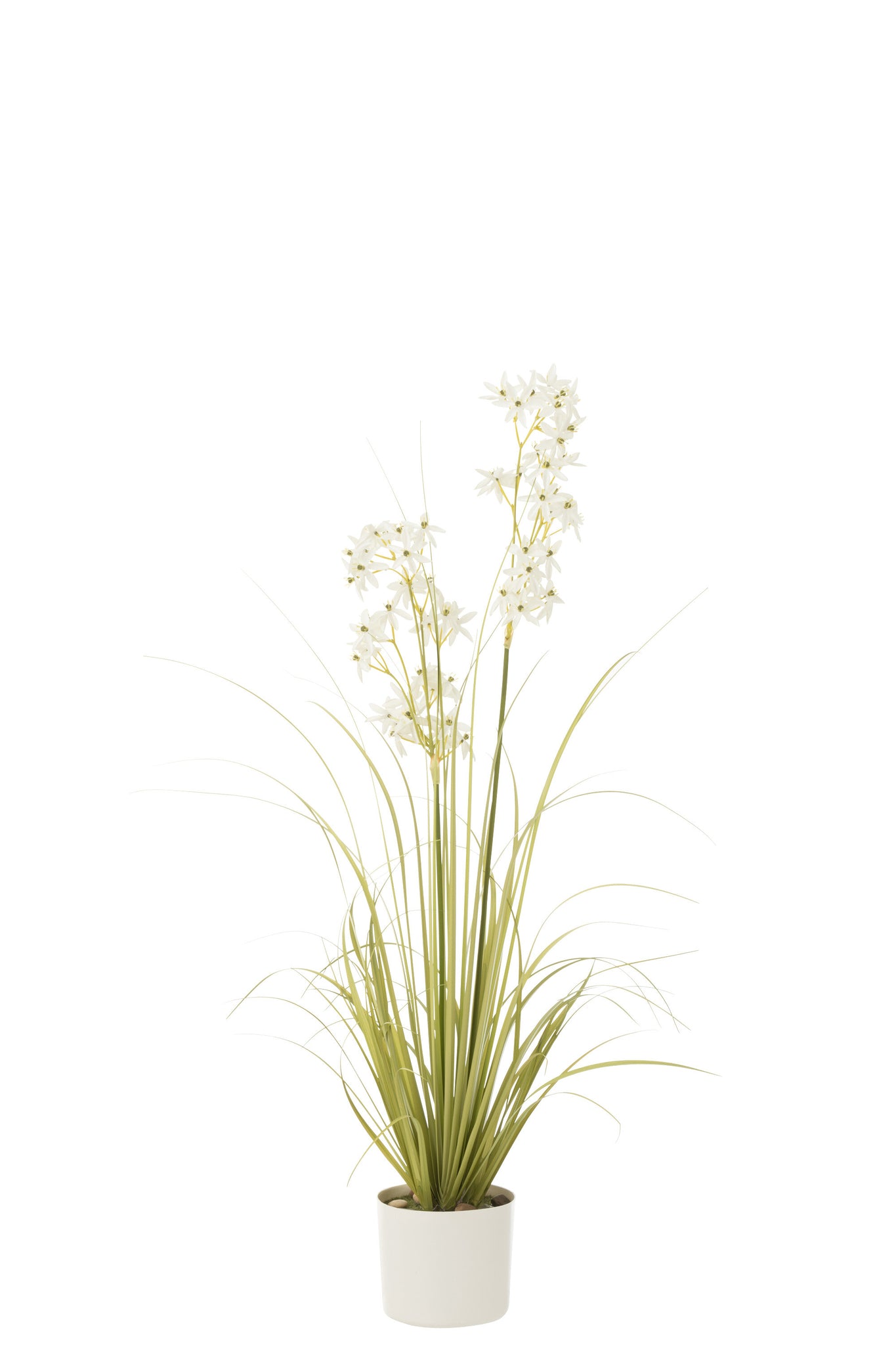 J-LINE ALLIUM IN POT PLASTIC GREEN/WHITE MEDIUM - Tuincentrum Lopik