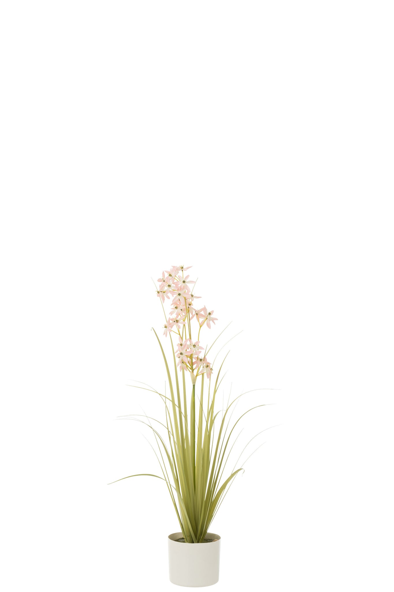 J-LINE ALLIUM IN POT PLASTIC GREEN/LIGHT PINK SMALL - Tuincentrum Lopik