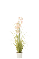 J-LINE ALLIUM IN POT PLASTIC GREEN/LIGHT PINK MEDIUM - Tuincentrum Lopik
