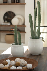 J-LINE KUNSTCACTUS 3-DELIG IN PLASTIC POT GROEN SMALL - Tuincentrum Lopik