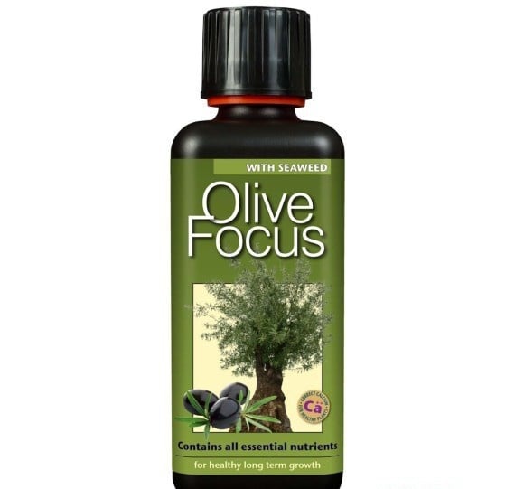 OLIVE FOCUS 300 ML