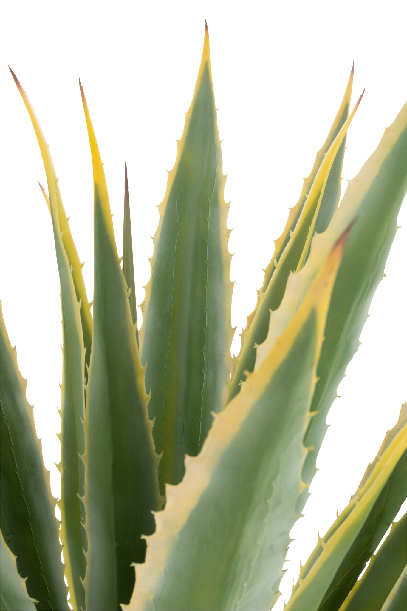 J-LINE AGAVE YELLOW EDGE POT ARTIFICIAL GREEN - Tuincentrum Lopik
