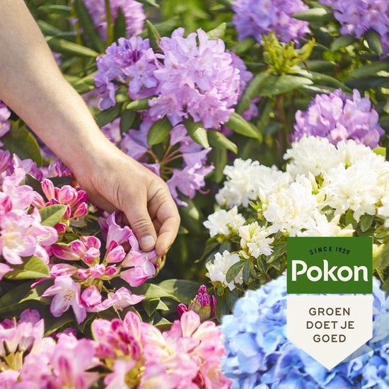  HORTENSIA & AZALEA MEST 1KG