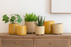 J-LINE KUNSTPLANTEN CRASSULA/ALOE VERA/LOTUS POT GROEN SET 3 - Tuincentrum Lopik