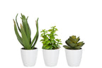 J-LINE KUNSTPLANTEN CRASSULA/ALOE VERA/LOTUS POT GROEN SET 3 - Tuincentrum Lopik