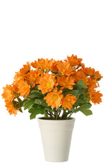 Daisy Pvc Orange - Tuincentrum Lopik