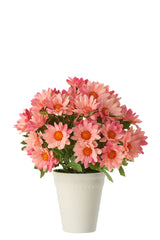 Daisy Pvc Light Pink - Tuincentrum Lopik