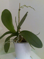 ORCHID FOCUS GROW 100 ML