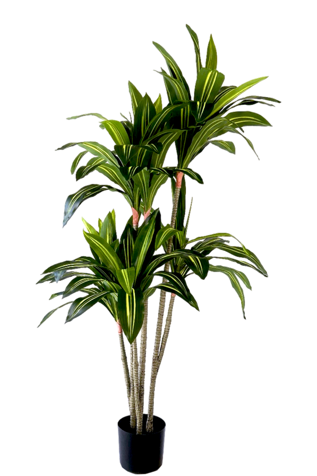 NEVERLEAFS KUNSTPLANT DRACAENA FRAGRANS 150 CM