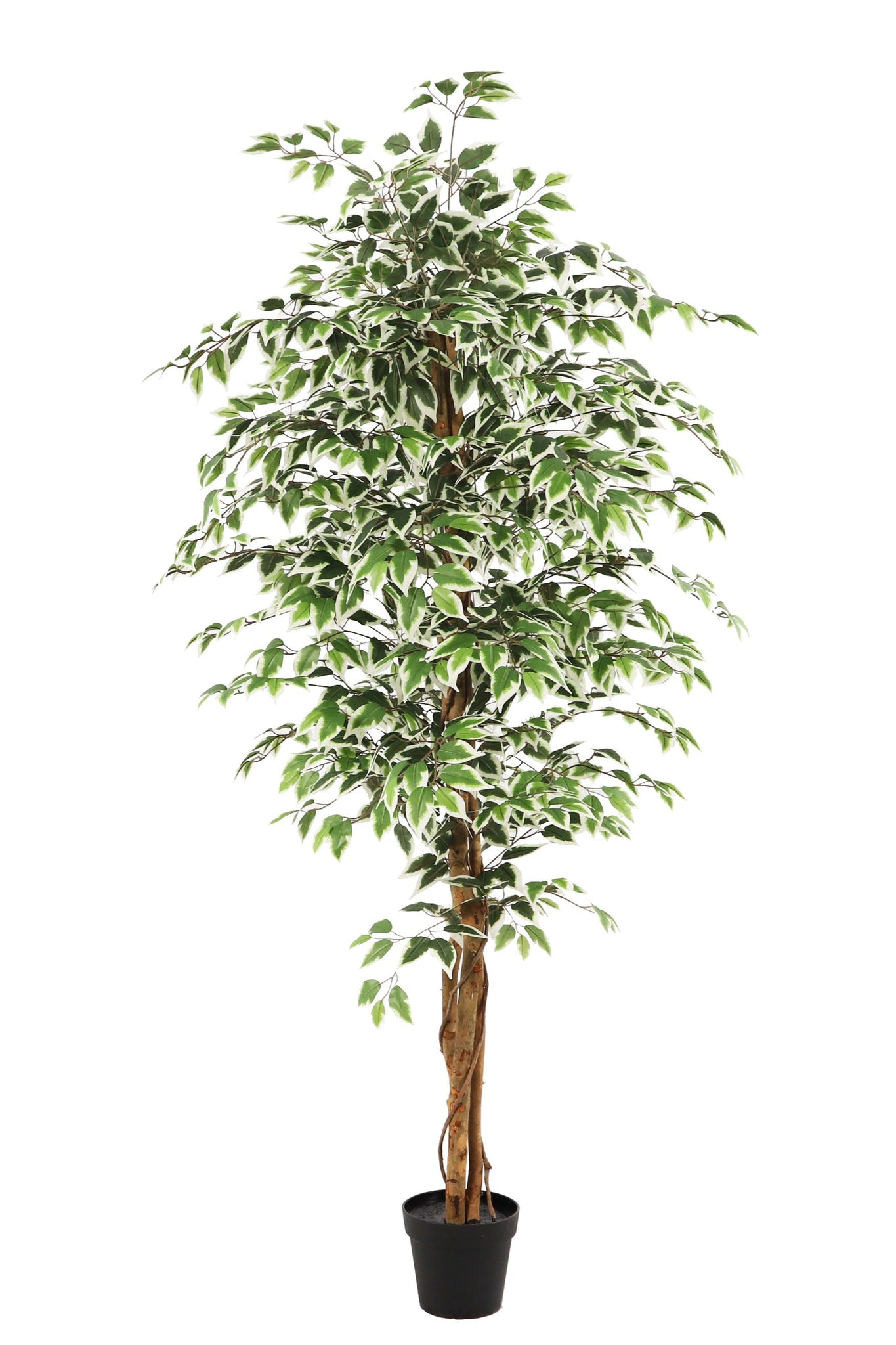 NEVERLEAF KUNSTPFLANZE FICUS GRÜN 180 CM